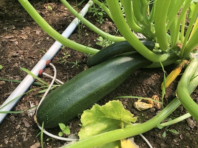 Close-up of fresh zucchinis growing on a plant in a garden bed, surrounded by lush green stems and leaves, with an irrigation system visible, showcasing organic farming and sustainable gardening practices.